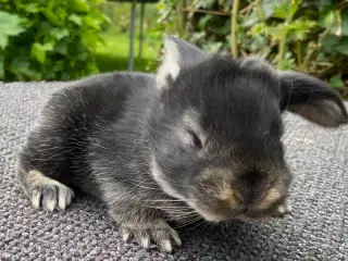 FRANSK VÆDDER HAN SORT OTTER