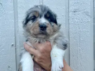 Samojede/aussie hvalpe 