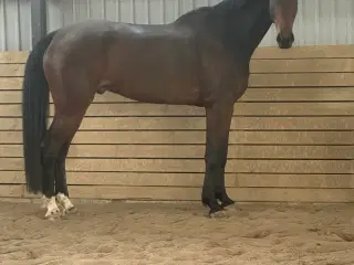 Verdens bedste Rain DV Vallak