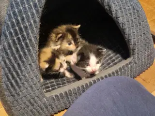 4 kattekillinger sælges