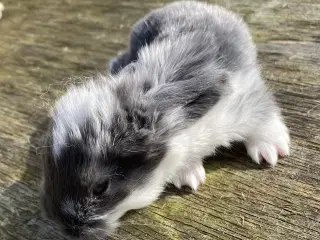 FRANSK VÆDDER HUN BLÅ KAPPETEGNET