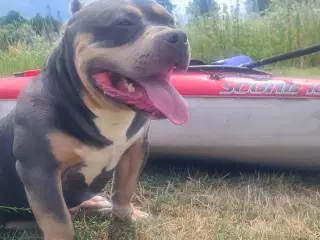 American Bully Pocket 