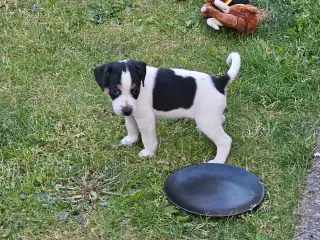 Dansk svensk gårdhund hvalpe 