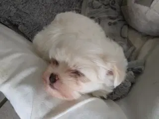 Malteser hvalpe 
