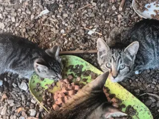 Kattekillinger