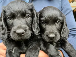 Cockerspaniel Mogens og Marianne
