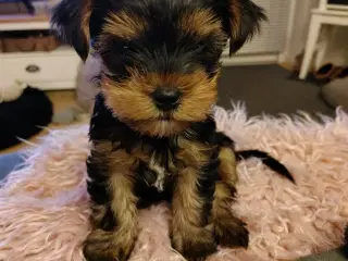 Yorkshire Terrier hvalp han