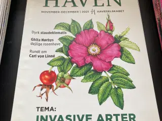 Haven have blad