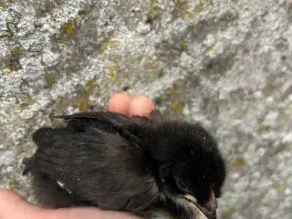 Påske kyllinger sælges