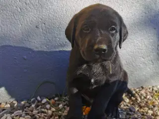 hunde | Labrador | GulogGratis - Labrador til salg - Hunde & hvalpe sælges, & købes