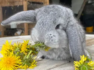 FRANSK VÆDDER HAN CHINCHILLA