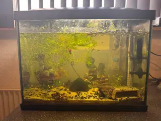 Akvarium