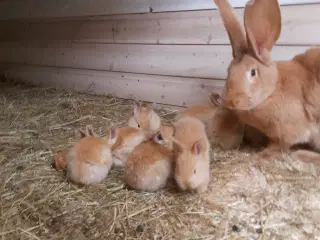Røde belgiske kæmper unger.