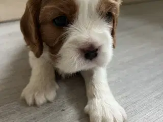 Cavalier King Charles hvalpe m. stambog