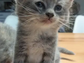 Maine Coon mix killinger 5 hunner 1 han