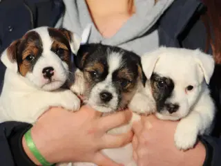 Parson Jack Russell Terrier (Hvalpe 10 uger gamle)