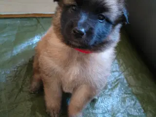 Belgisk hyrdehund / Schweizisk hyrdehund Hvalpe