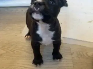 Staffordshire bullterrier/ old english hvalpe 