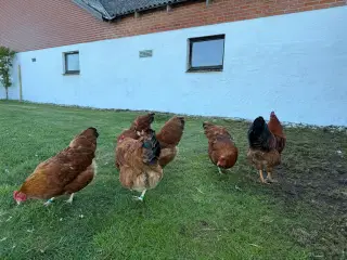 Rugeæg fra New Hampshire