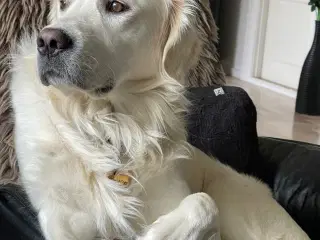 Brian tilbydes til avl