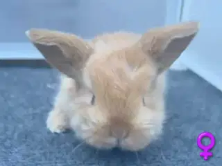 Søde kaninunger sælges