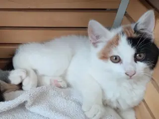 Kattekilling 