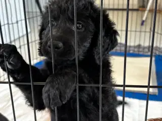 Labrador Retriever blanding