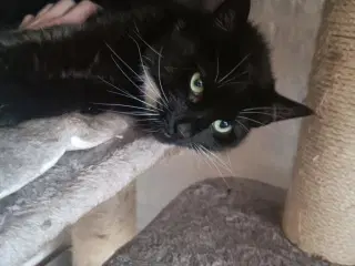 Sød hunkat 2 år