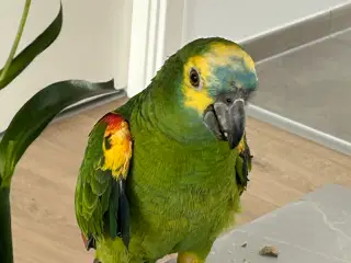 Blåpandet Amazon papegøje med bur