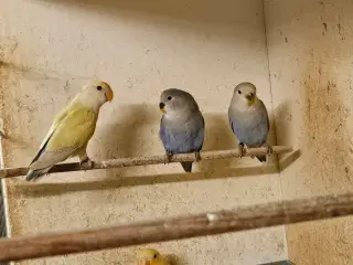 Rosenhovedet Dværgpapegøjer