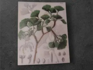 Papirark med Ginkgo biloba i botanisk design Tilfø