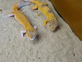 Leopard gekko