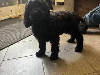 Cockapoo hvalpe