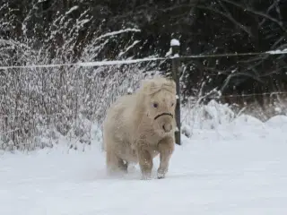 charmerende mushroom dun hingst på 2 år.