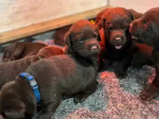 Brune labrador hvalpe sælges