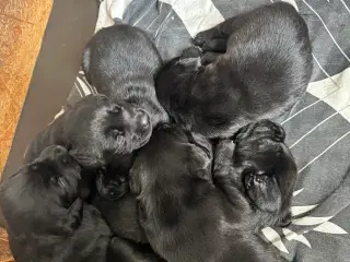 Labrador F1 hvalpe