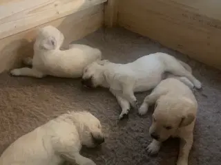 Golden Retriever hvalpe
