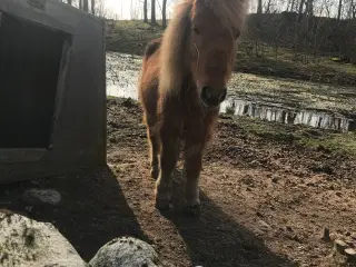 Shetlænder/islænder