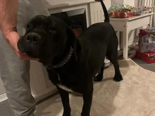 Eksklusiv Cane Corso tæve – stamtavle – 4 år