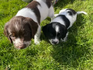 Spaniel hvalpe med stamtavle