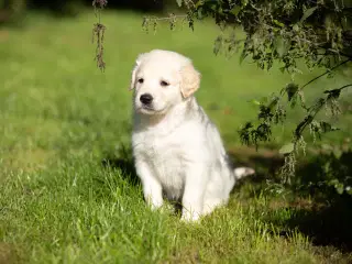 Golden Shepherd hvalpe