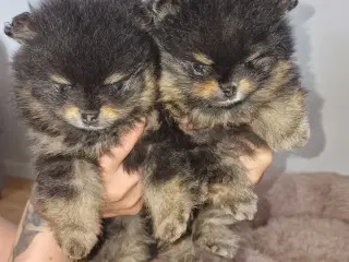 Blank an tan  pomeranian 6 uger 