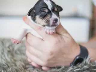 Dansk/svensk gårdhunde hvalpe 