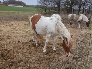 Ifolet rødbroget hoppe