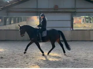 Dejlig ridehest 