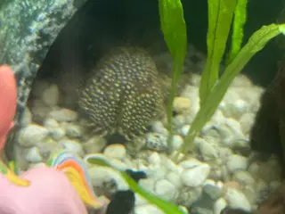Ancistrus Sugemalle 2 stk