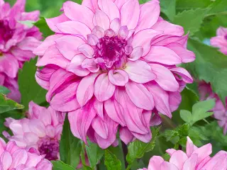 Dahlia "Lizz Baijj" Decorative dahlia