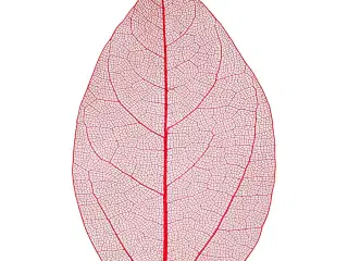 Røde Skeletblade 6-8 cm - 20 stk. til Dekoration