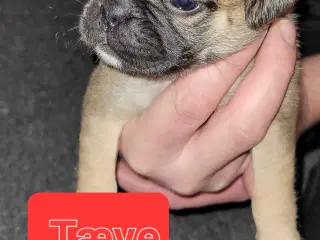 Mops beagle blanding 