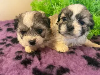 Shih  tzu-mor/ Coton de Tulear-far